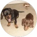 Photo of Dr. Yuka Tanabe Yamagishi, DDS, MS